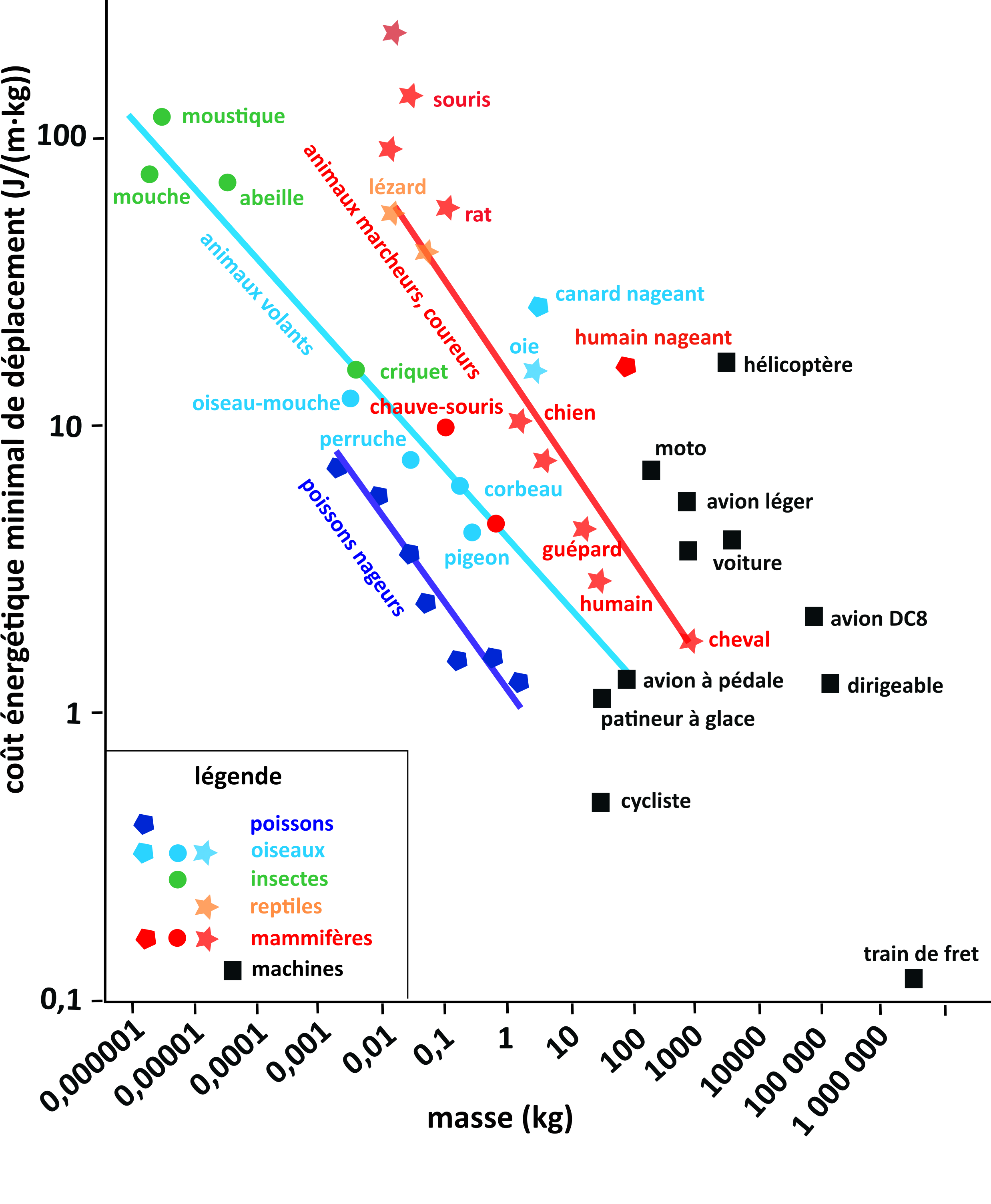 Le coût énergétique du déplacement, pour une masse donnée, sur un
trajet donné, en fonction de la masse totale déplacée, pour différents
animaux. Figure adaptée d’une figure issue de l’article :
https://www.jstor.org/stable/27845576.