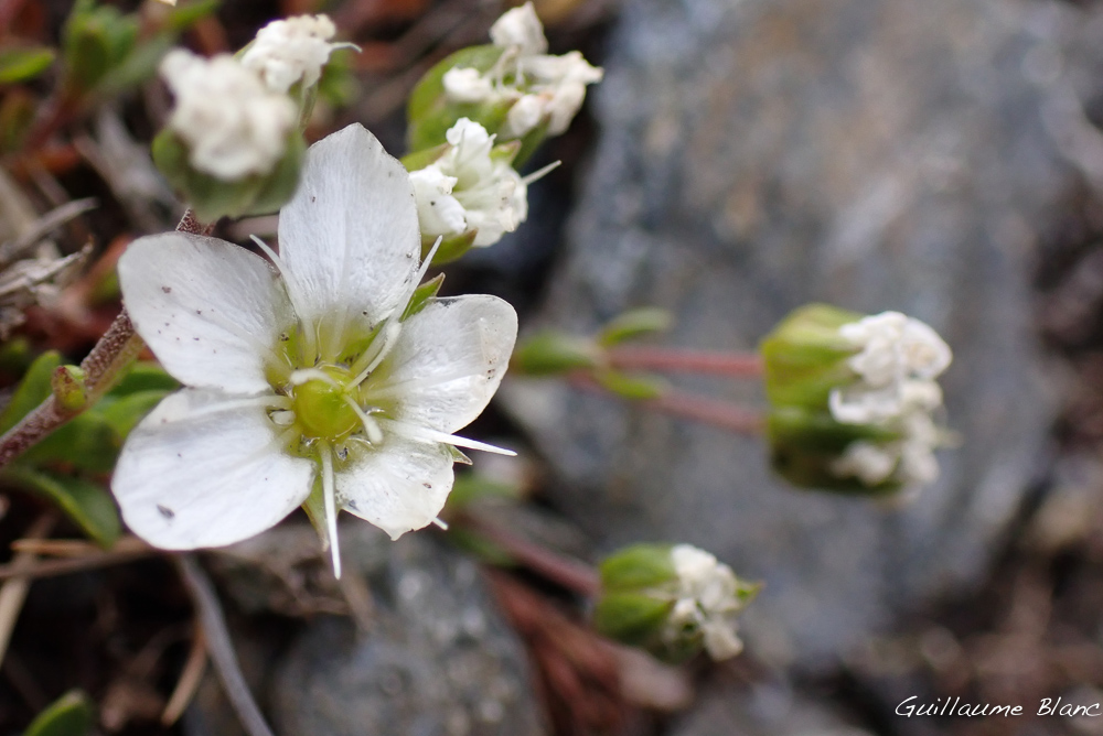 Éternelle blancheur