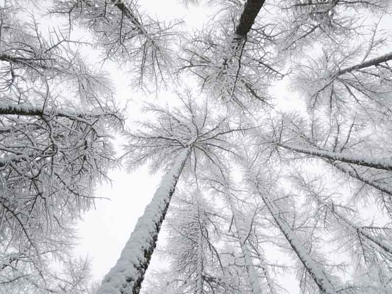 Canopée ébouriffée