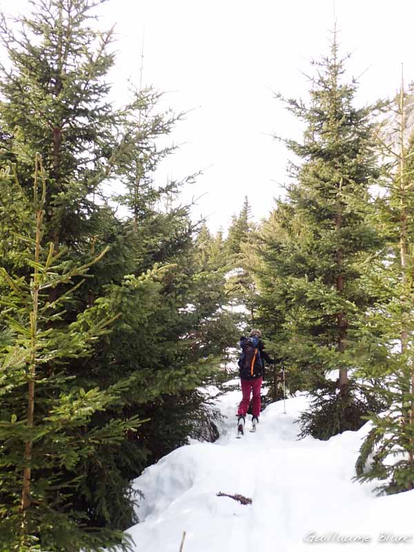 En retraversant la forêt de sapins de Noël. Pessière, en fait.