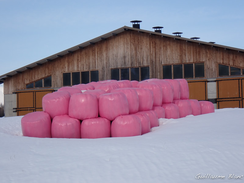 Chamalows ? Horribles empaquetages de plastiques entassés dans la
cours d’une ferme d’élevage.