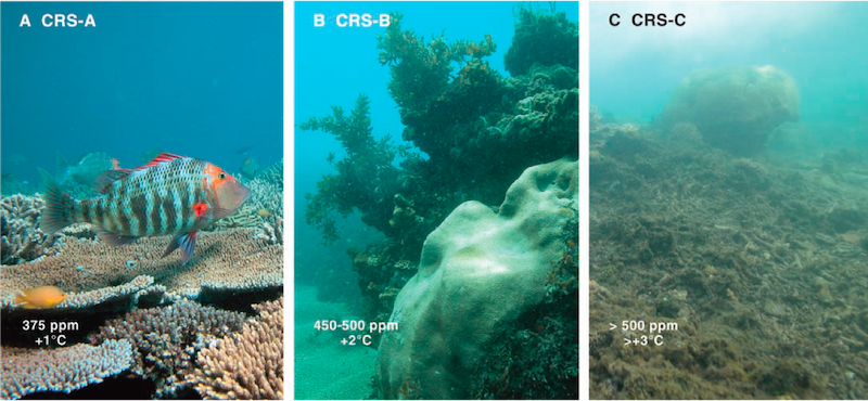 À des concentrations futures de CO2 atmosphérique de 450 à 500 ppm
(actuellement 420 ppm), les concentrations d’ions carbonates tomberont
en dessous de 200 µmol/kg au-delà de laquelle la calcification des
récifs ne se fait plus, l’érosion devenant plus importante.  Source :
.