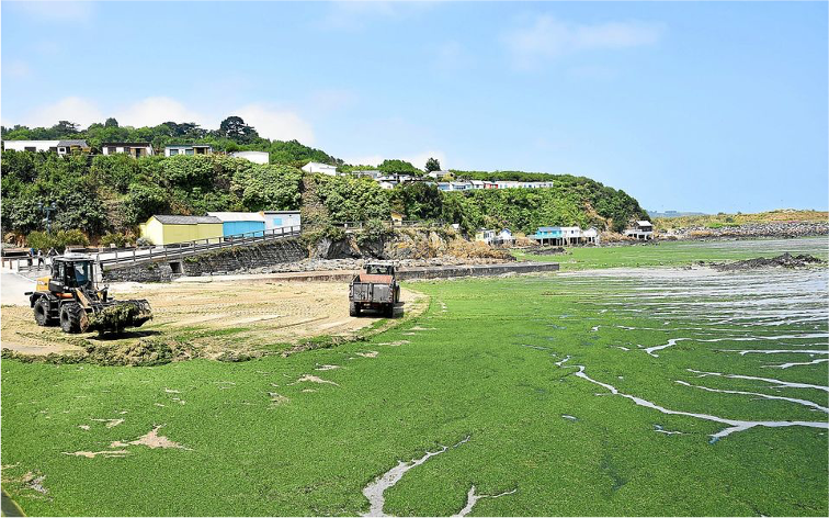 Ramassage d’algues vertes en baie de Saint Brieuc en juin 2023. Source : Le Télégramme.