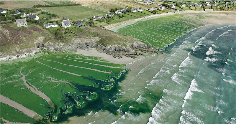 Algues vertes à Plomodiern, Baie de Douarnenez. Photo: Philippe
Devanne.