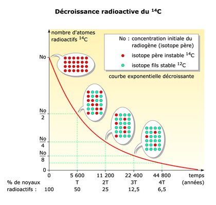 Exemple de la décroissance radioactive du carbone 14. Source .