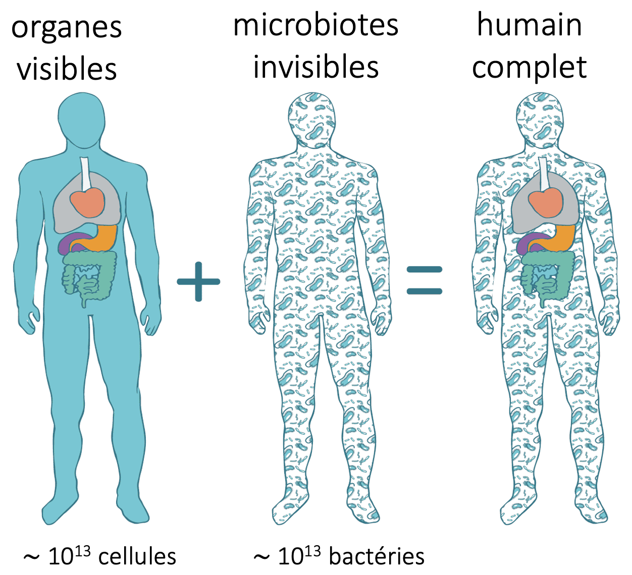 L’être humain est un écosystème qui abritent autant de bactéries qu’il y a de cellules dans le corps.
