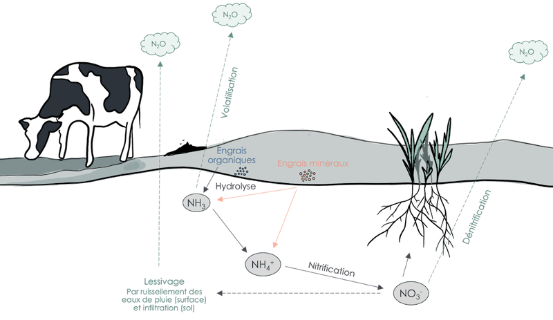 Schéma du cycle de l’azote et de l’impact des engrais sur les émissions de protoxyde d’azote. La nitrification est le processus biochimique par lequel l’ammoniac (NH3) est transformé en nitrate (NO_3^-). La dénitrication est le processus biochimique qui retransforme les nitrates (NO_3^-) en azote (N_2) et plus souvent en protoxyde d’azote (N_2O) un composé intermédiaire. Source : Carbone 4.