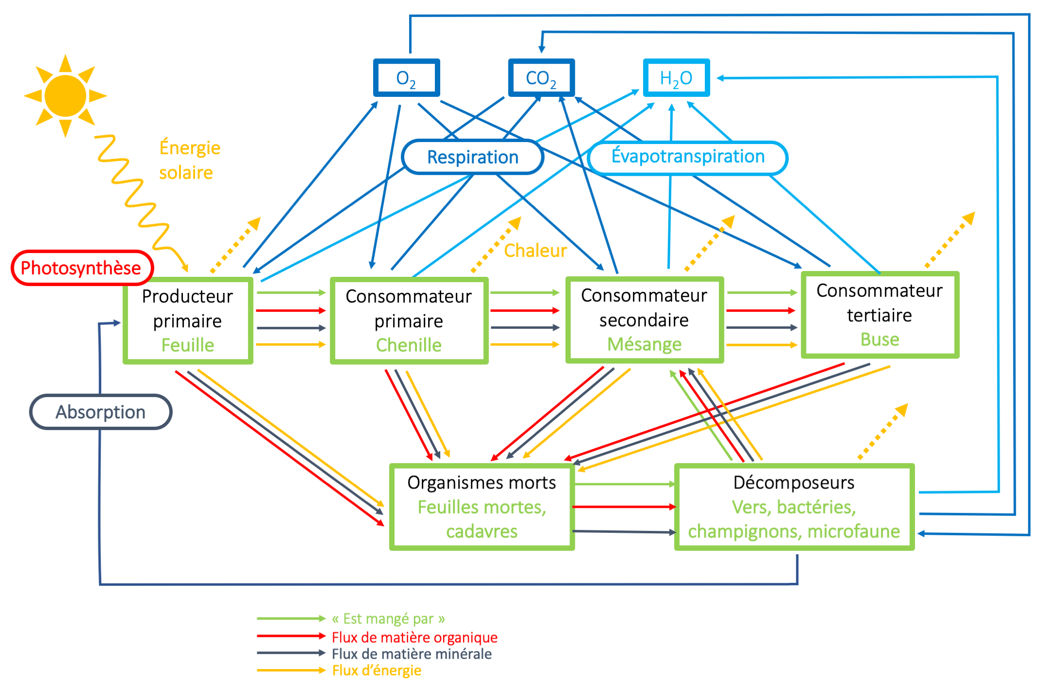 Schéma simplifié des flux dans un écosystème forestier.