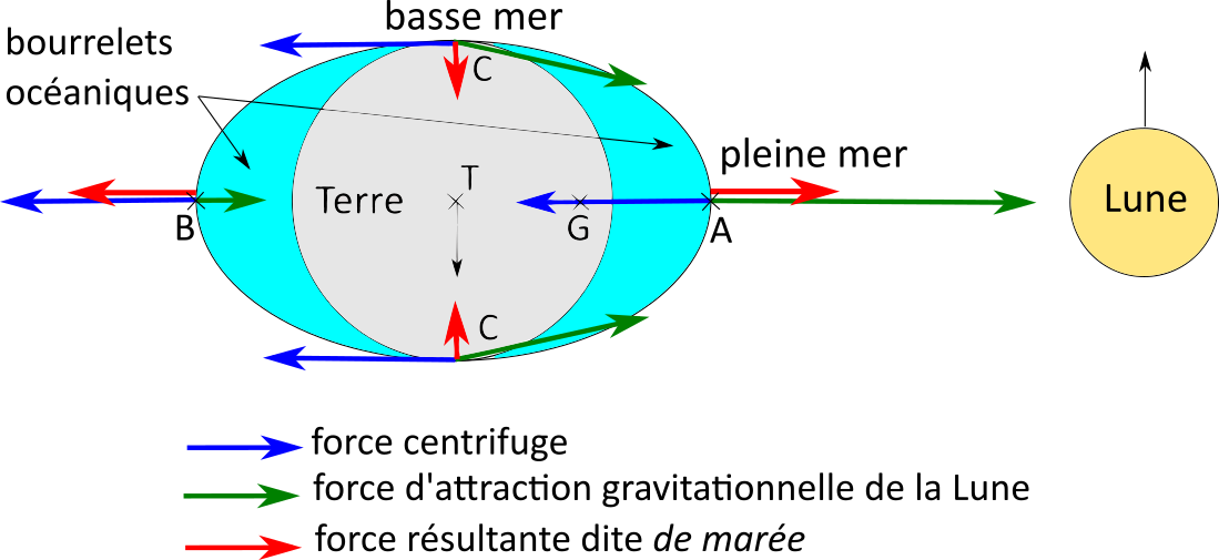 Illustration des forces de marée, comme résultante (somme) de la force d’attraction gravitationnelle de la Lune sur un point de la surface de la Terre et de la force centrifuge. Cette force de marée crée un bourrelet représenté en bleu.
