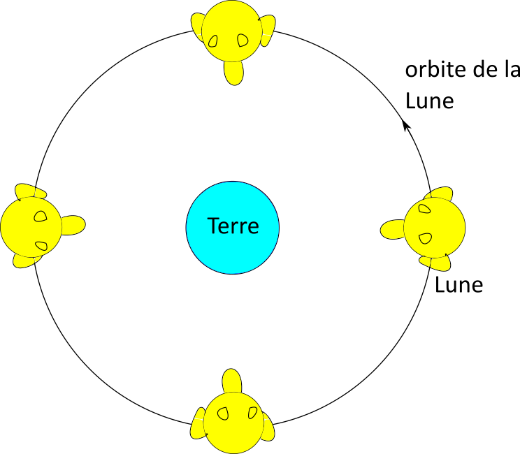 La Lune nous présente toujours la même face...