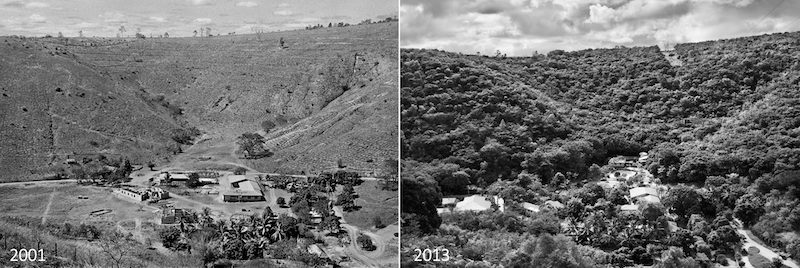 L’Instituto Terra à Aimores au Brésil, en 2001 et en 2013 © Sebastião Salgado