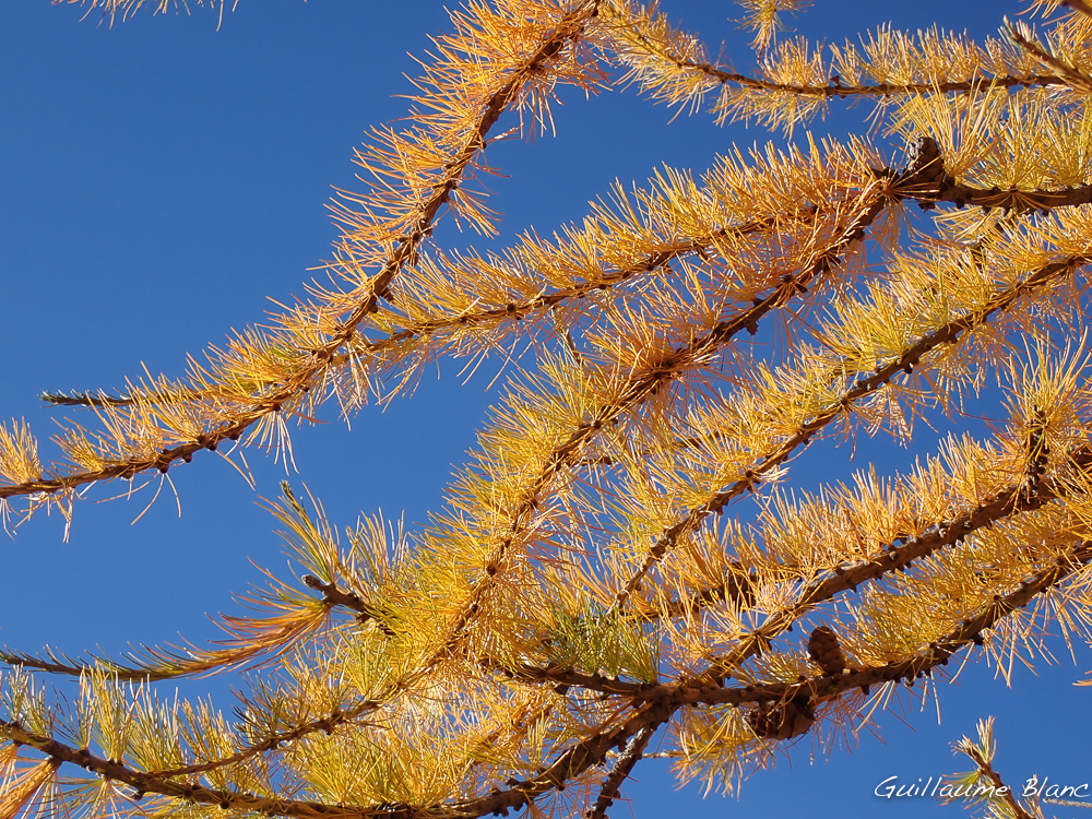 Guirlandes éphémères