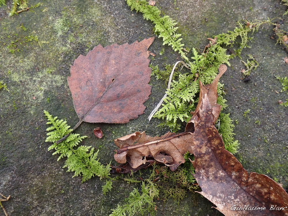 Composition