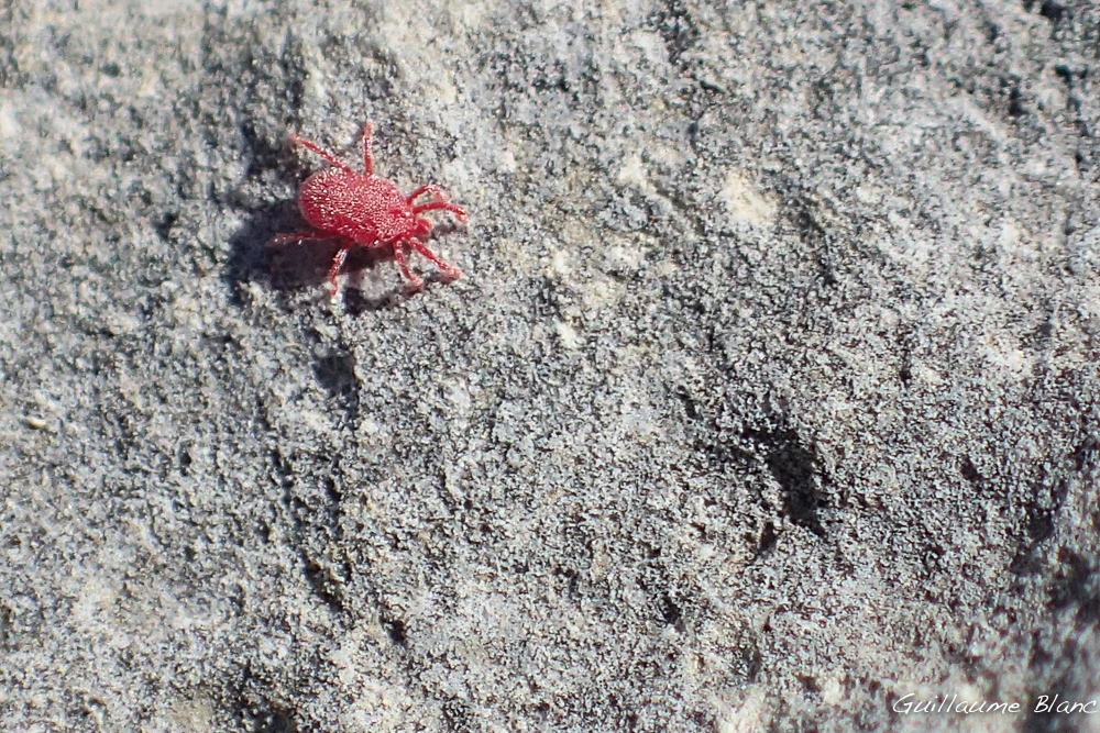 Faune rocheuse