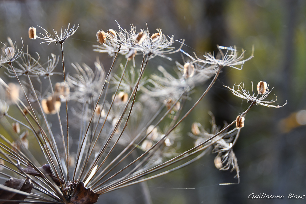 Dentelle