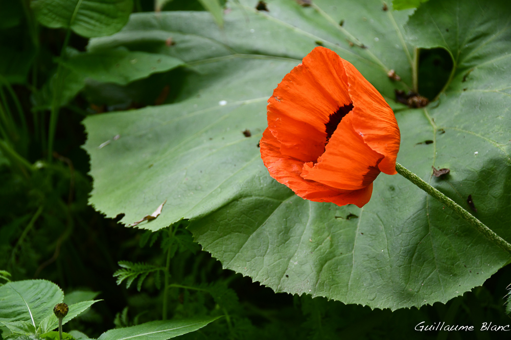La fleur savante