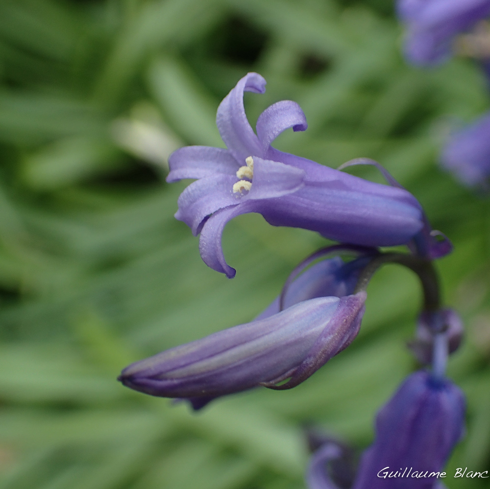 Bractées