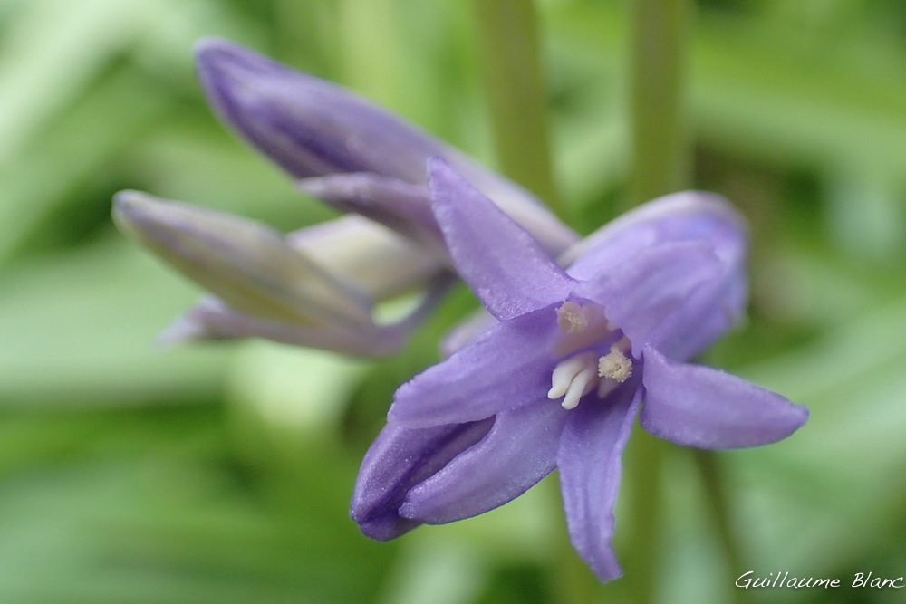 Pistil et étamines