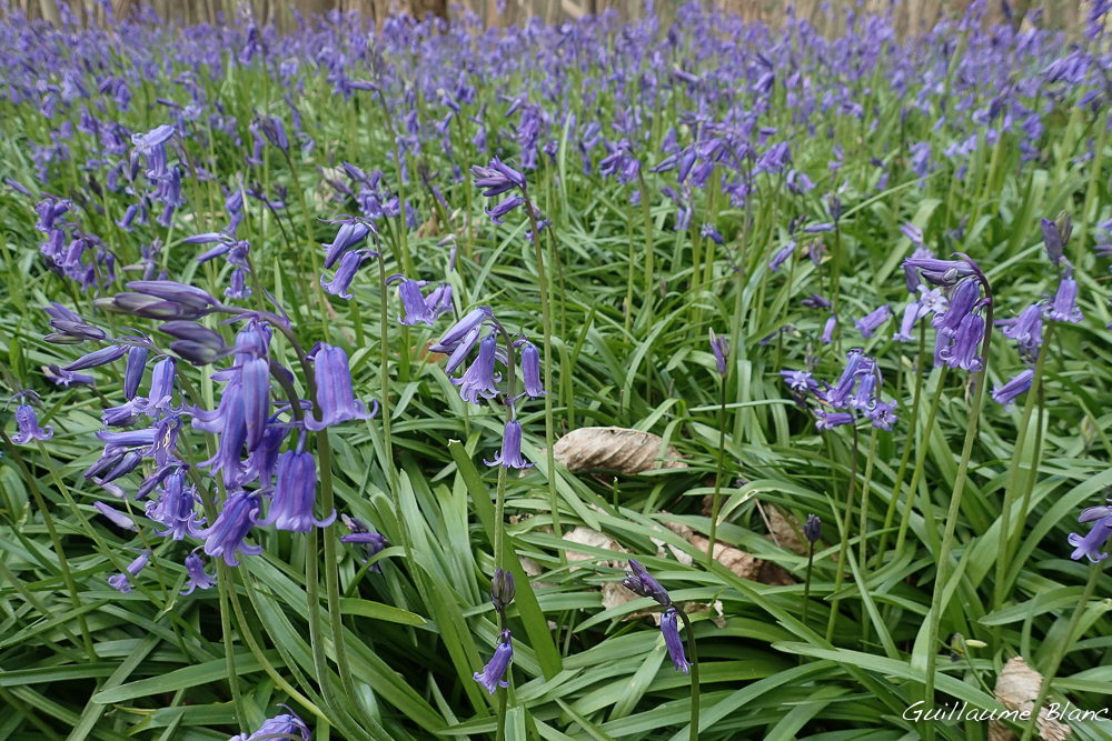Hyacinthoides non-scripta