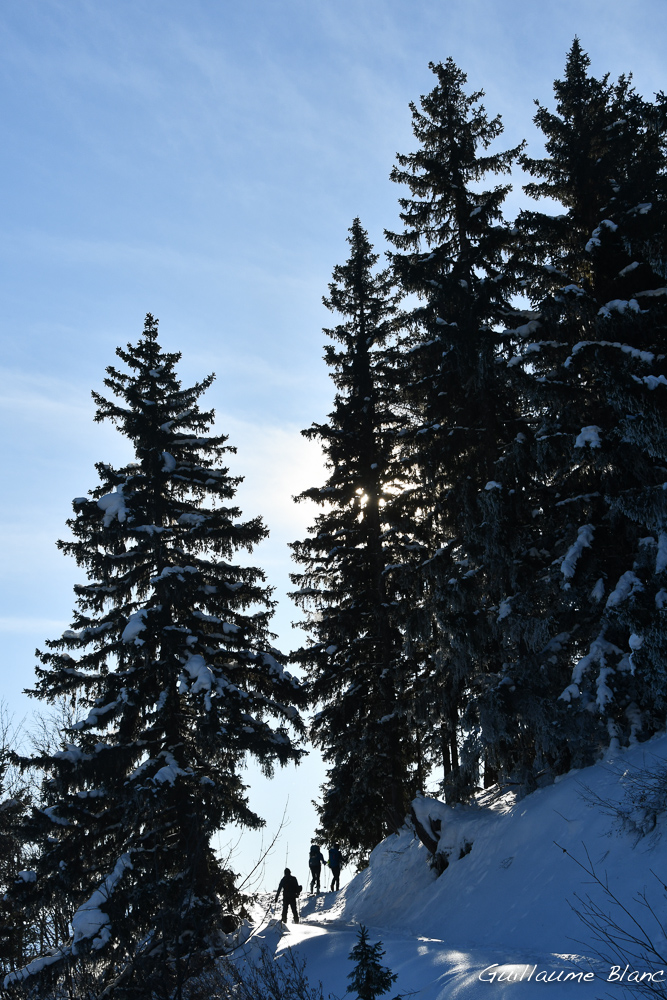 Se glisser sous les frondaisons