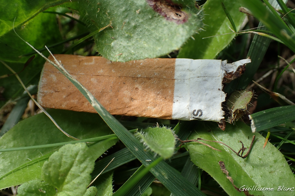 Greenwashing