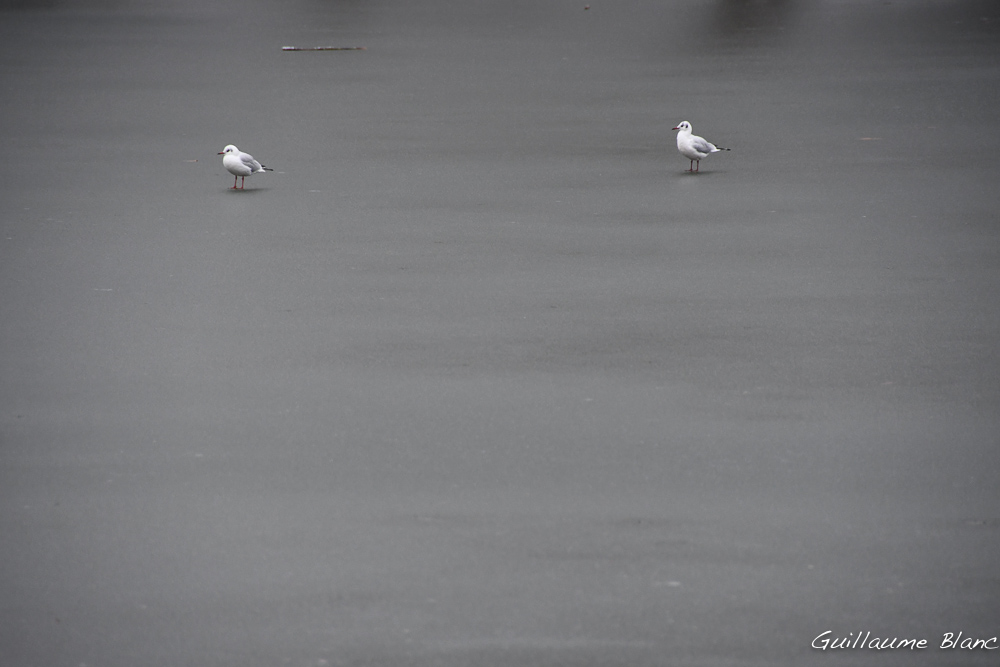 Droit sur le gris