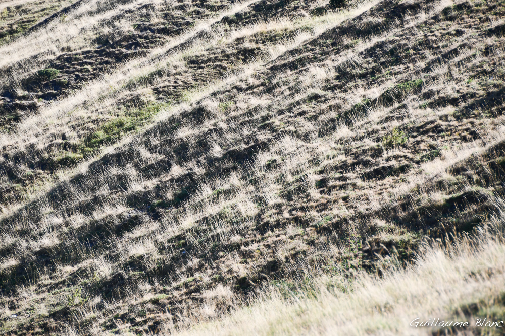 Steppe
