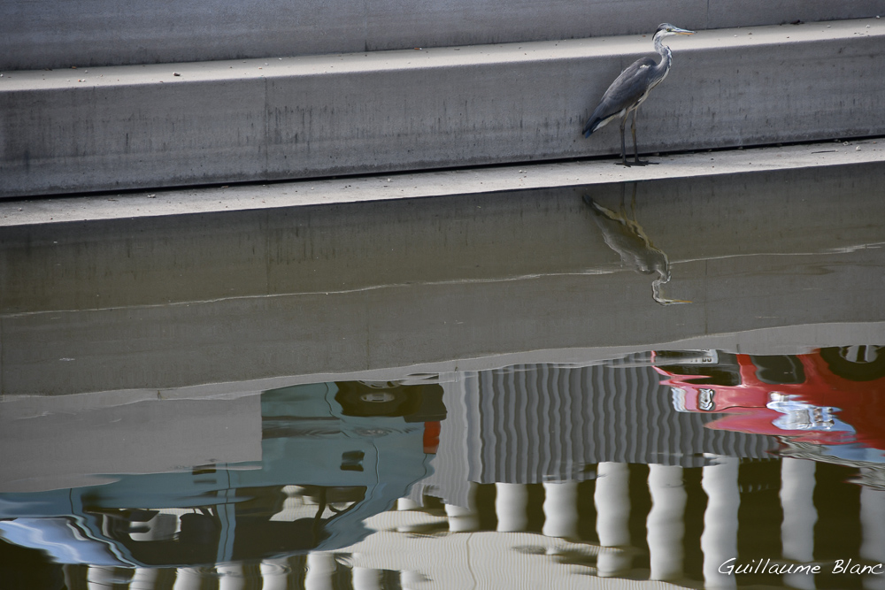 Picorer du béton
