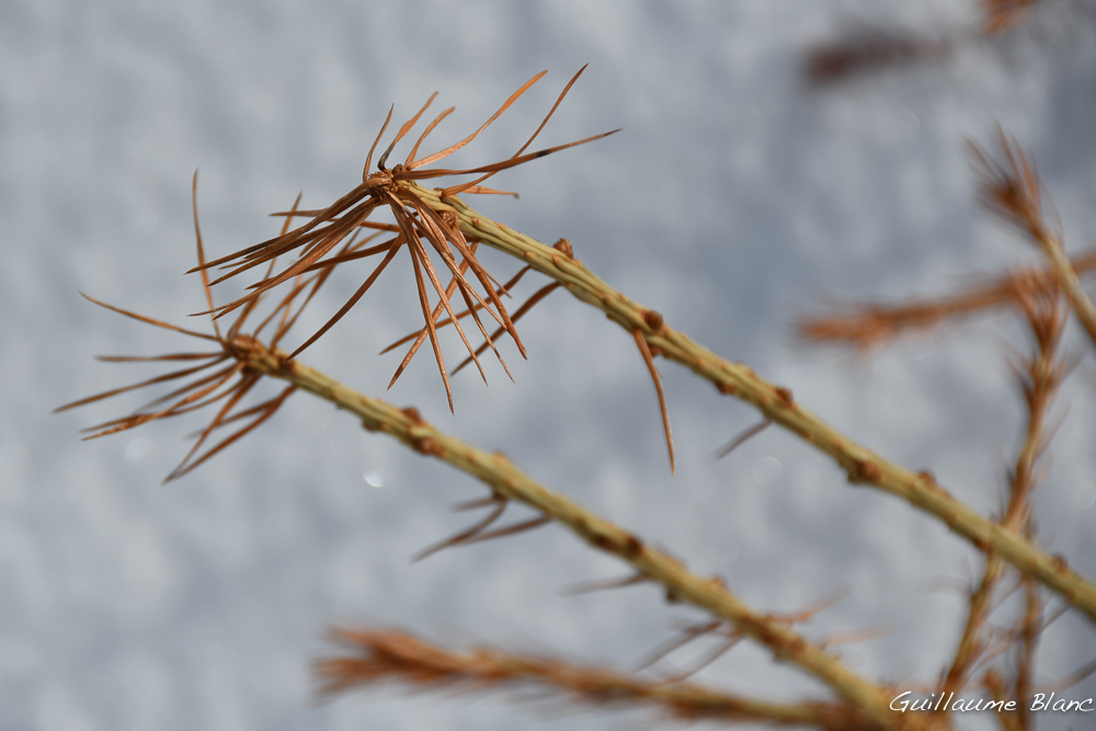Vestiges