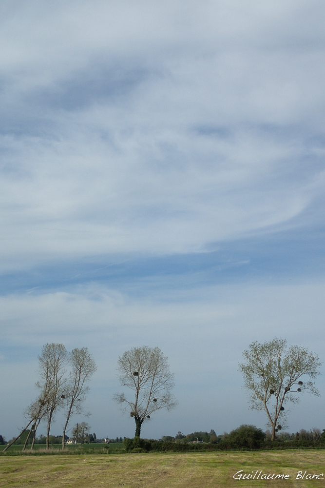Volutes