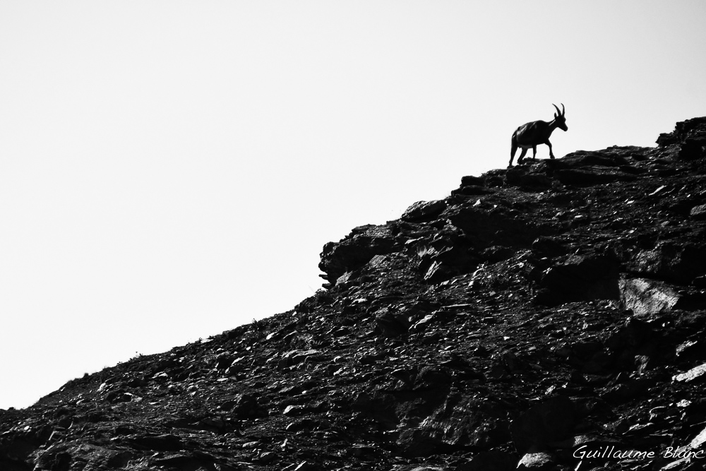 Silhouette